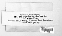 Polyporus igniarius image